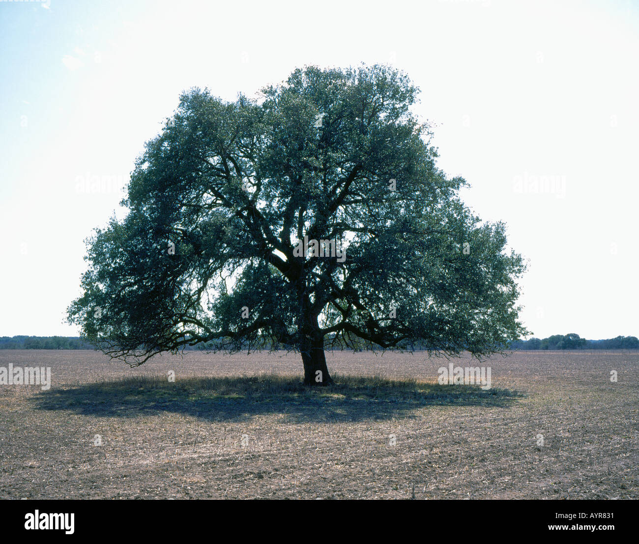solitair oak tree on field Texas USA. Photo by Willy Matheisl Stock Photo