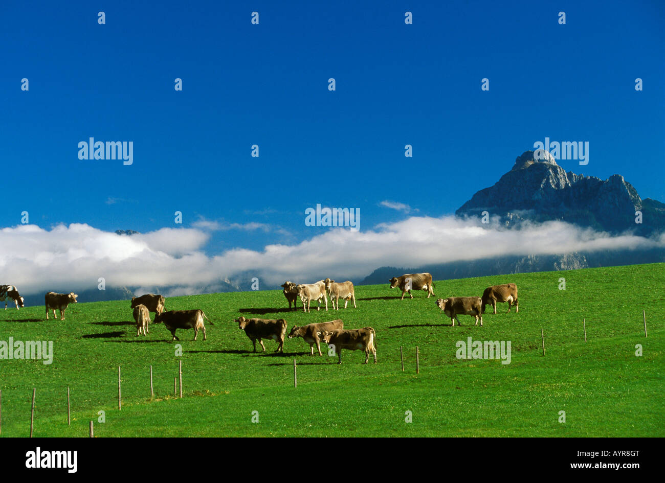 Cows on a meadow near Hopfen, Saeuling, East Allgaeu, Bavaria, Germany, Europe Stock Photo