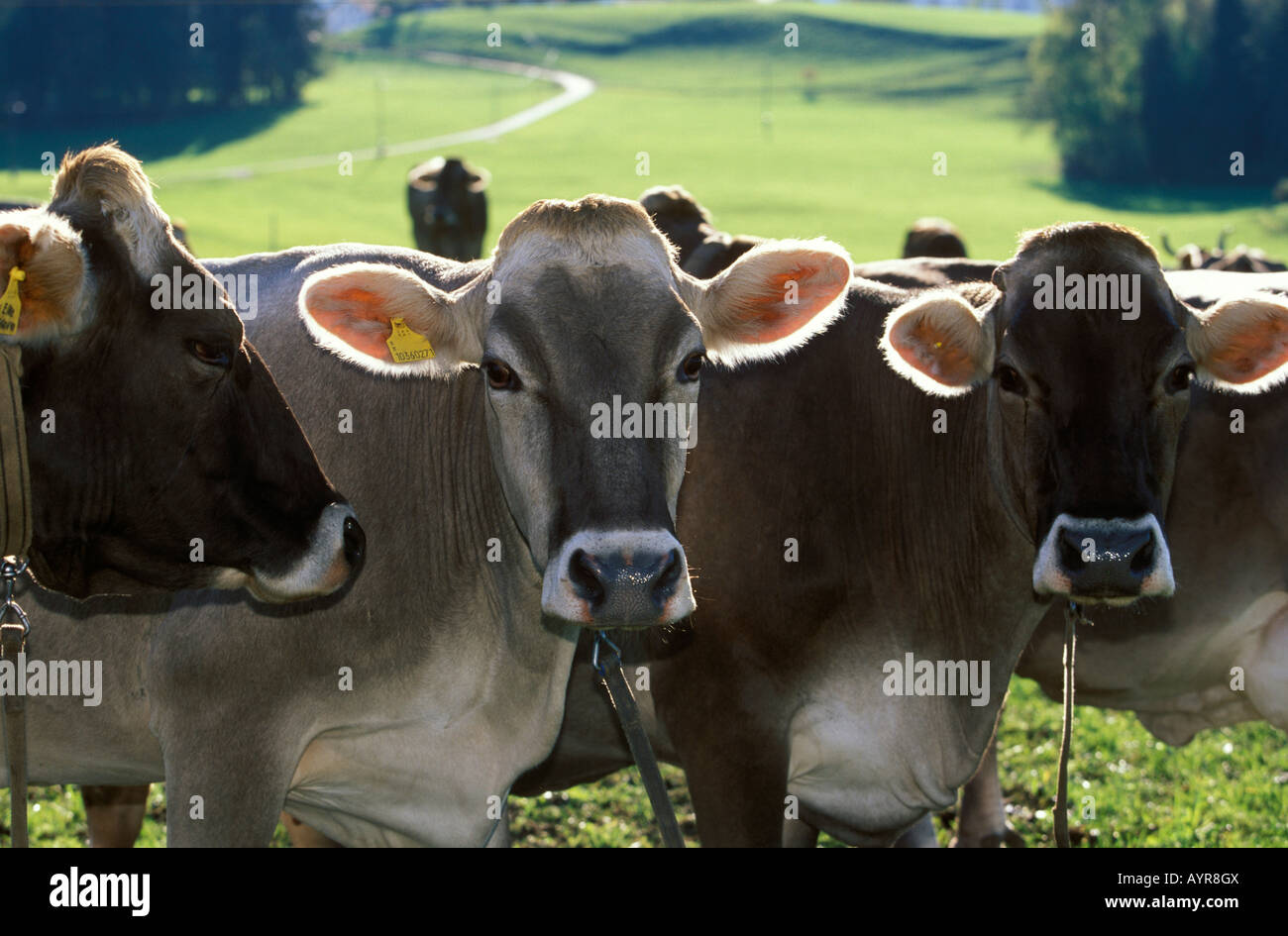 Cows, Allgaeu, Bavaria, Germany, Europe Stock Photo