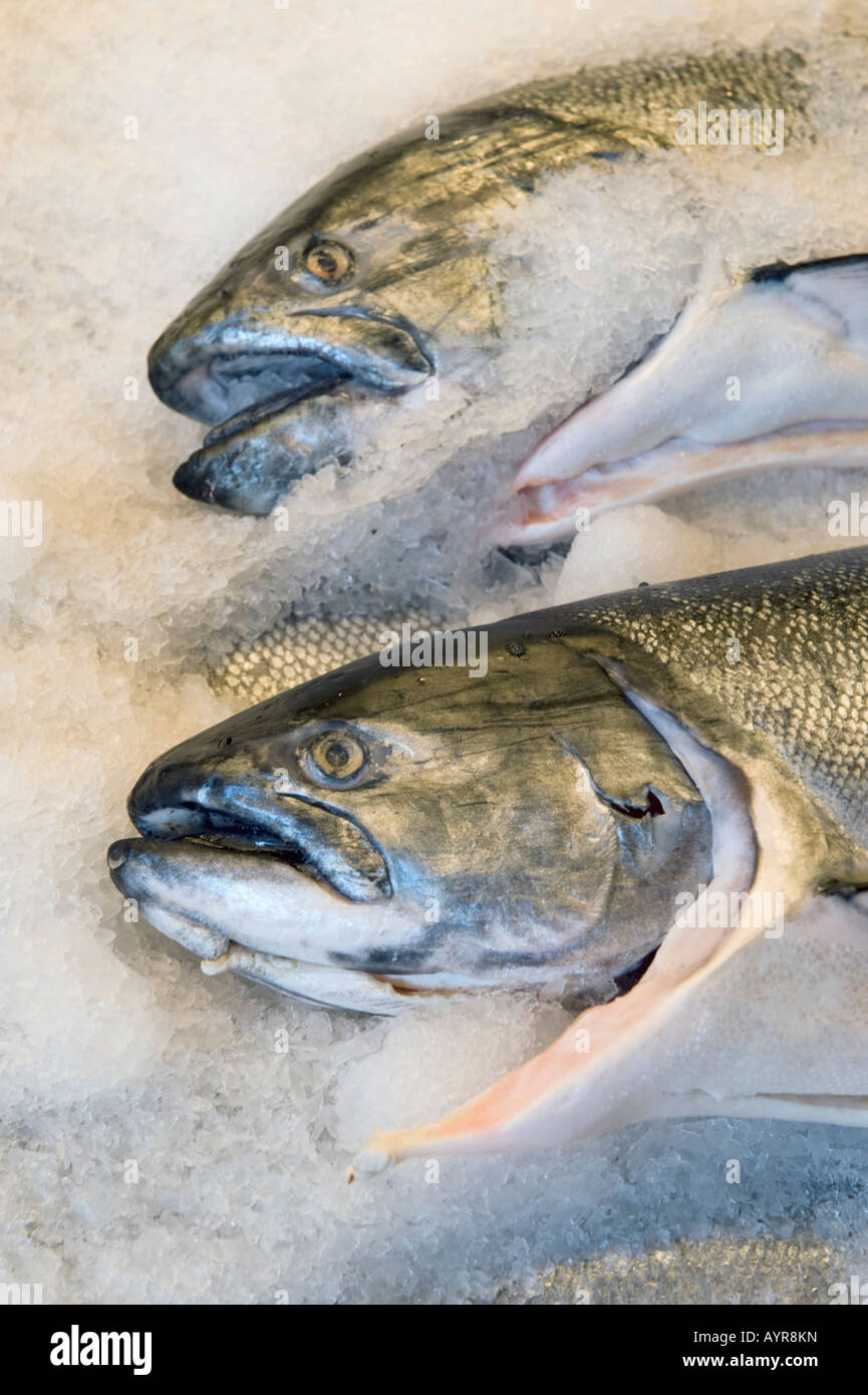 Pacific King or Chinook Salmon (Oncorhynchus tshawytscha) Wild Caught in Alaska,  Pike Place Market, Seattle WA USA Stock Photo