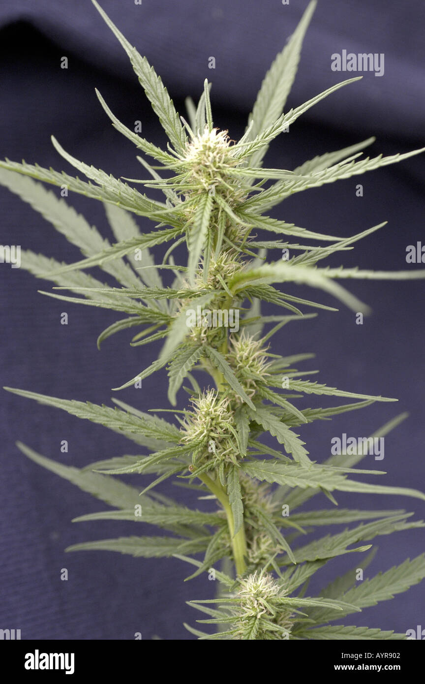 Leaves of female Marihuana Cannabis Sativa Stock Photo