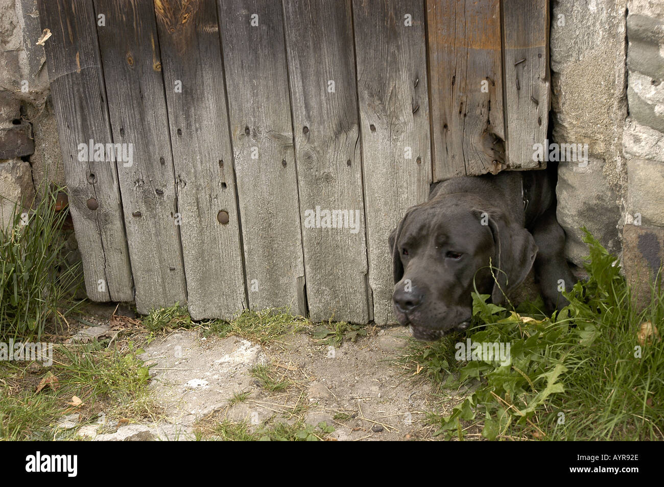 Dog closed in shut Stock Photo Alamy