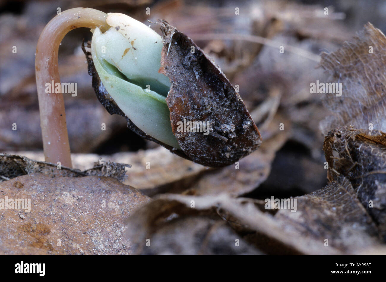 European Beech seedling, germ bud (Fagus sylvatica) Stock Photo