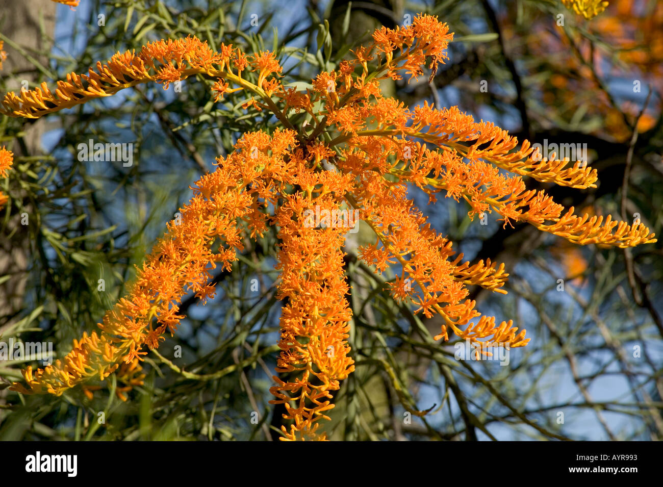 A Christmas tree Western Australian fashion Nuytsia floribunda Loranthaceae Stock Photo