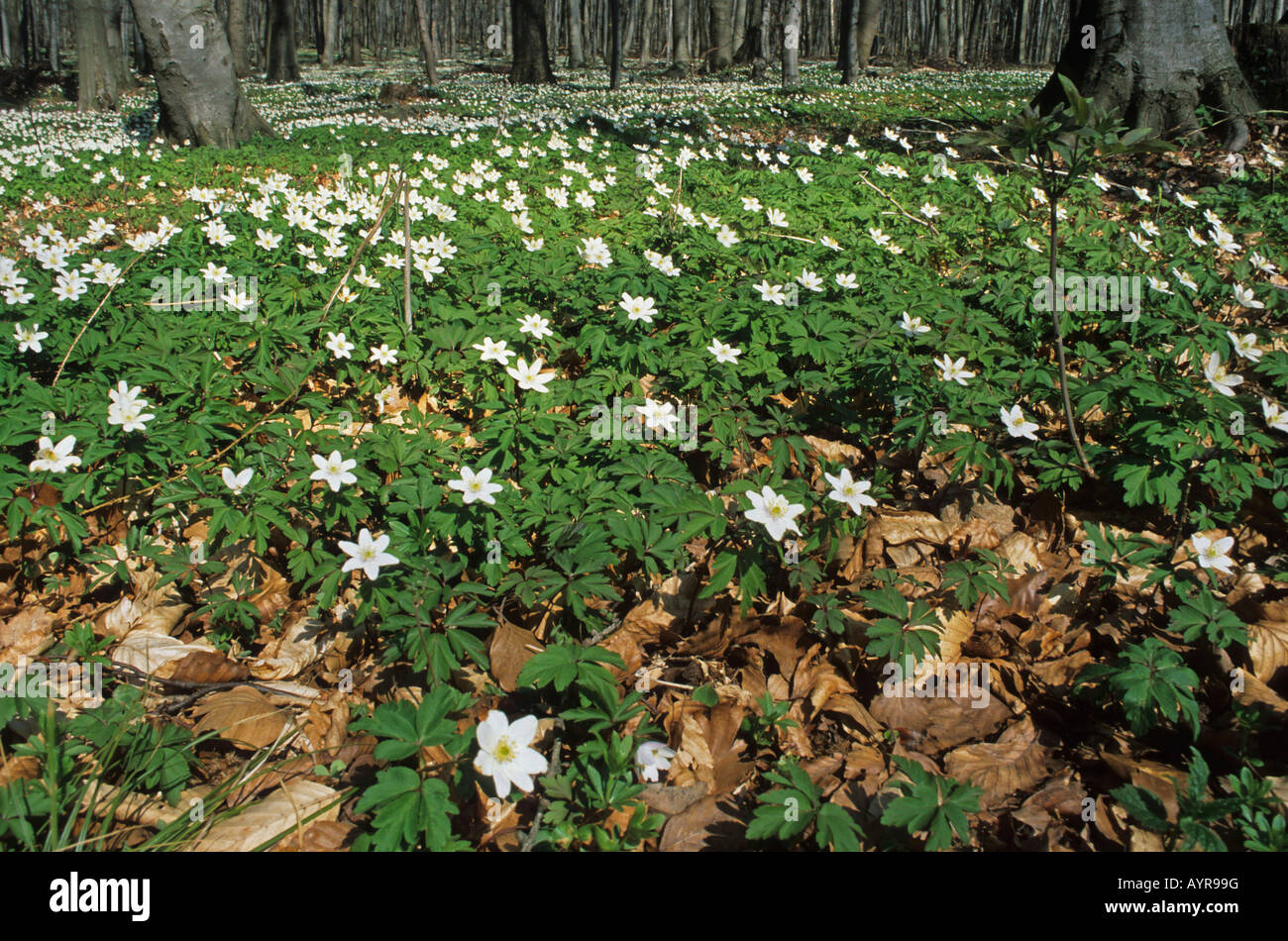 Wood Anemones or Windflowers (Anemone nemorosa) Stock Photo