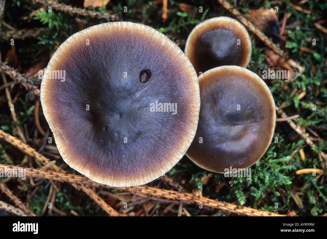 Butter Cap mushrooms (Collybia butyracea) Stock Photo