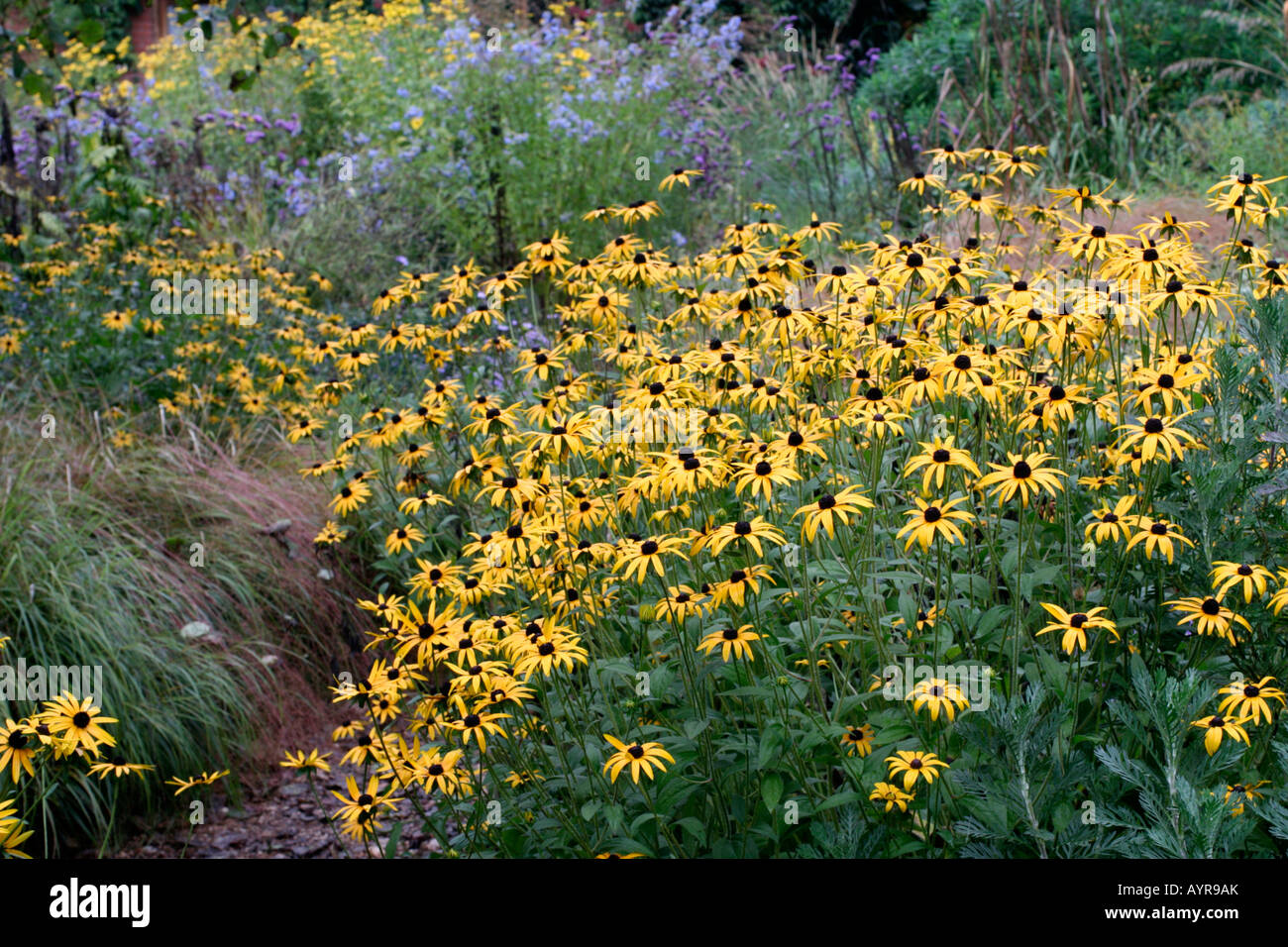 RUDBECKIA FULGIDA DEAMII PROVIDES MANY MONTHS OF INTEREST SHOWN HERE AT HOLBROOK GARDEN DEVON IN EARLY OCTOBER Stock Photo