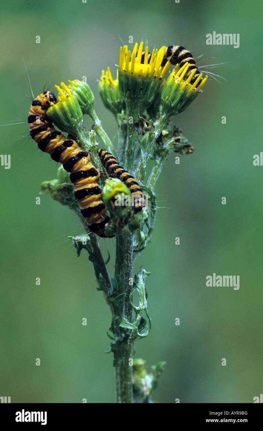 Cinnabar Moth caterpillars (Tyria jacobaeae) on a ragwort (Senecio jacobaea) Stock Photo