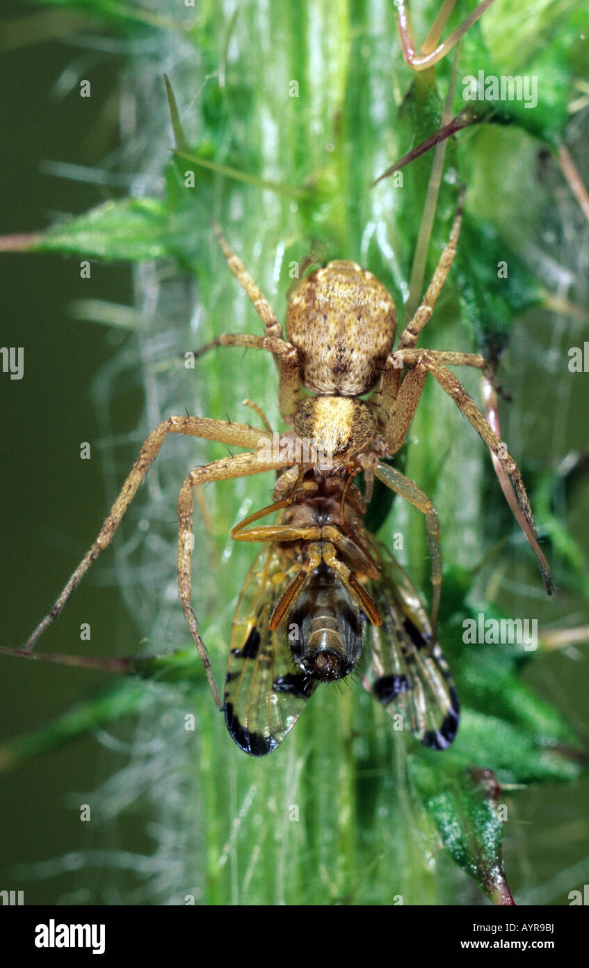 "Running" Crab Spider (Philodromus aureolus Stock Photo Alamy