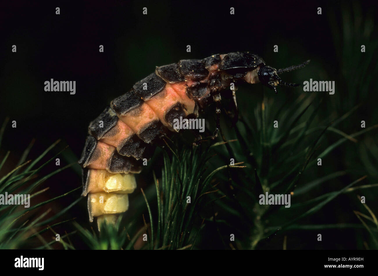 Common Glow-worm (Lampyris noctiluca), female Stock Photo