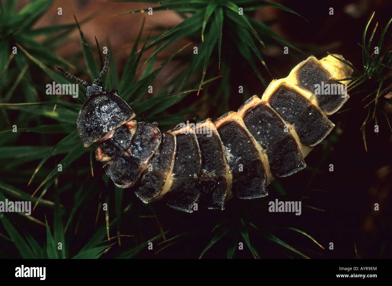 Common Glow-worm (Lampyris noctiluca), female Stock Photo