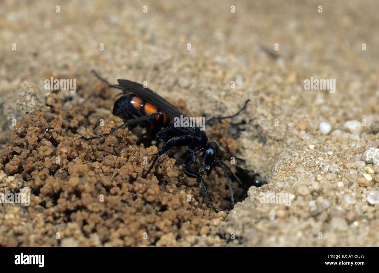 Spider Wasp (Anoplius viaticus) digging hole for hatching Stock Photo