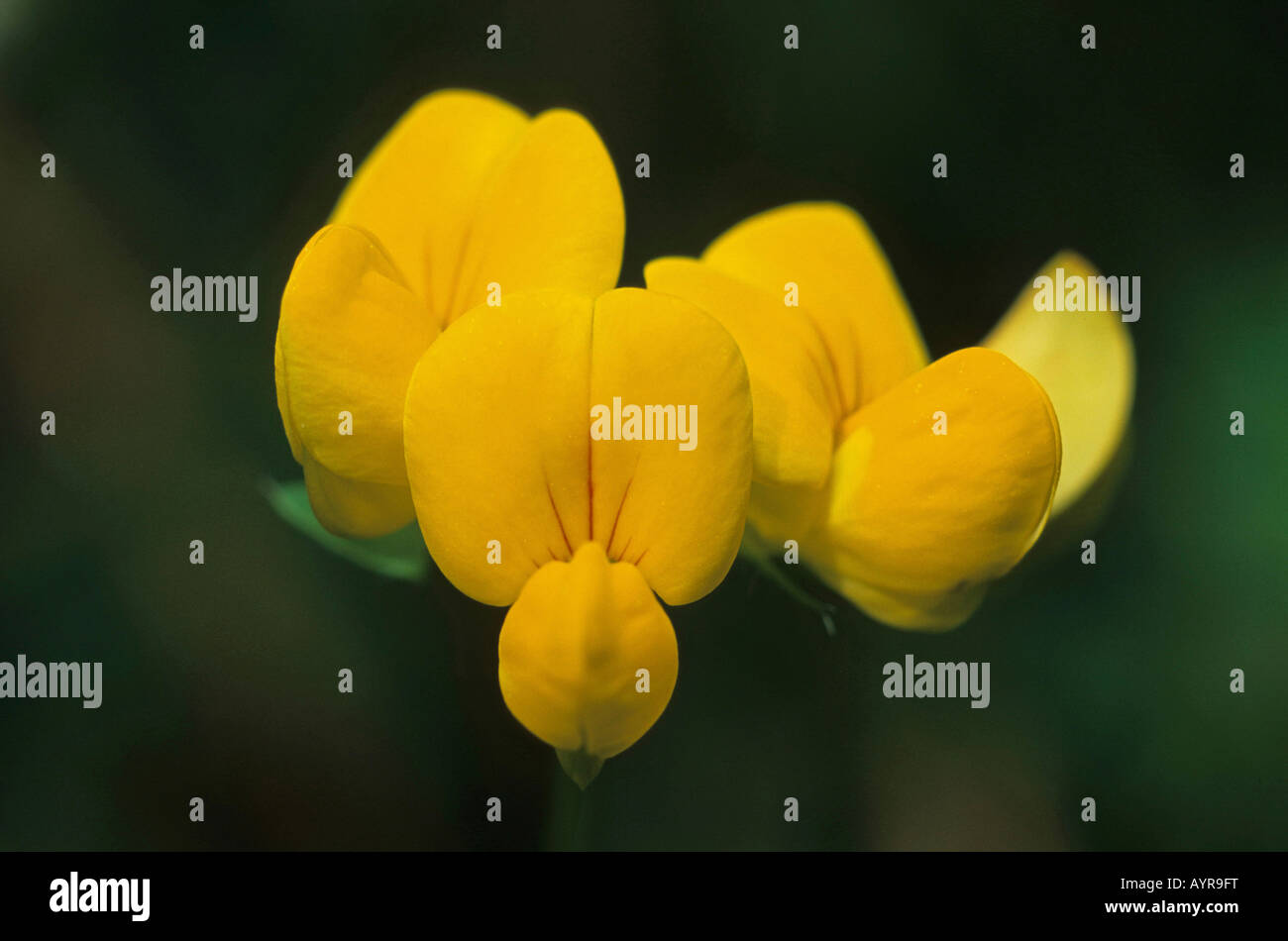 Birdsfoot Trefoil, Bird's-foot Trefoil (Lotus corniculatus) Stock Photo
