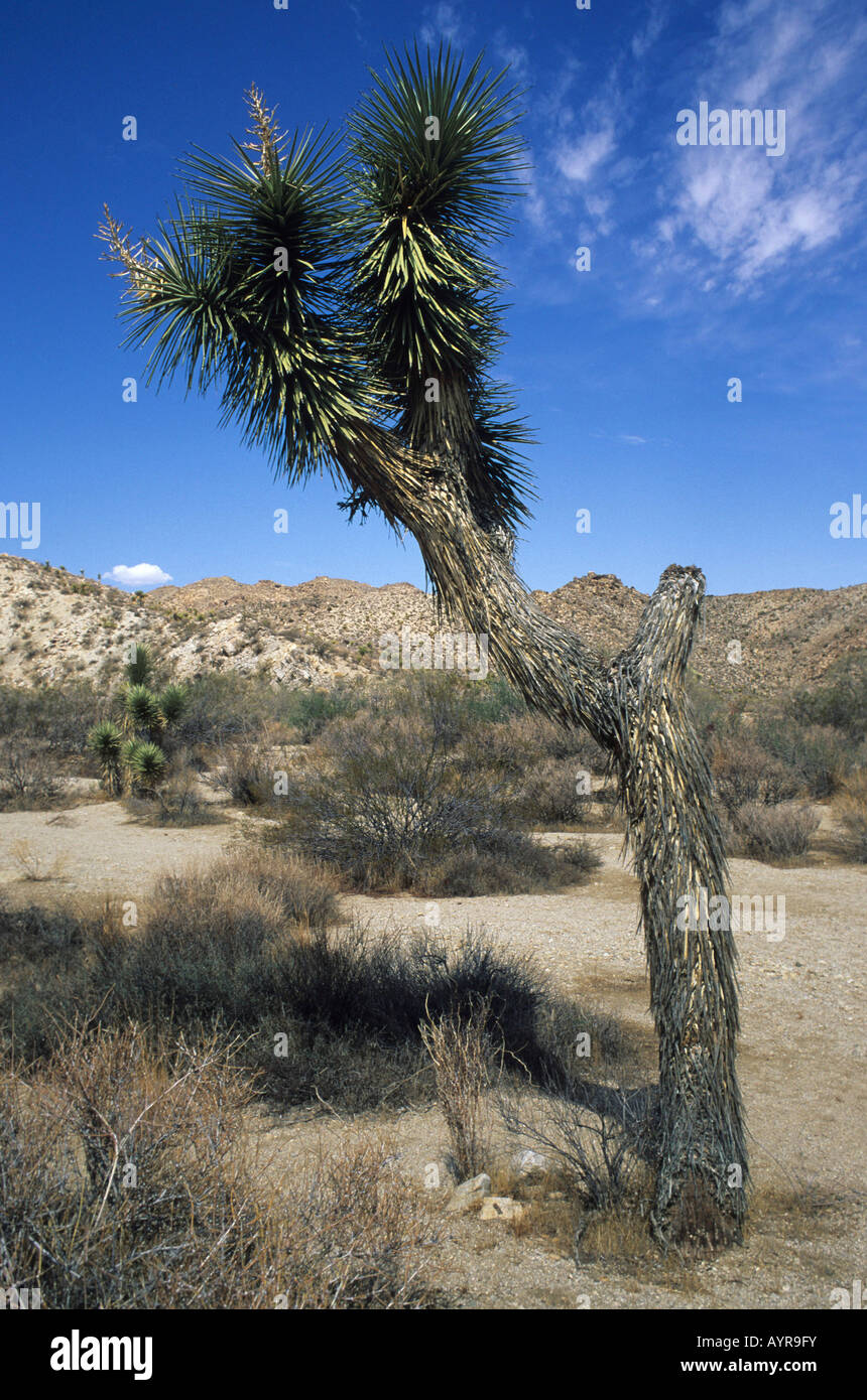 Joshua Tree (Yucca brevifolia) Stock Photo