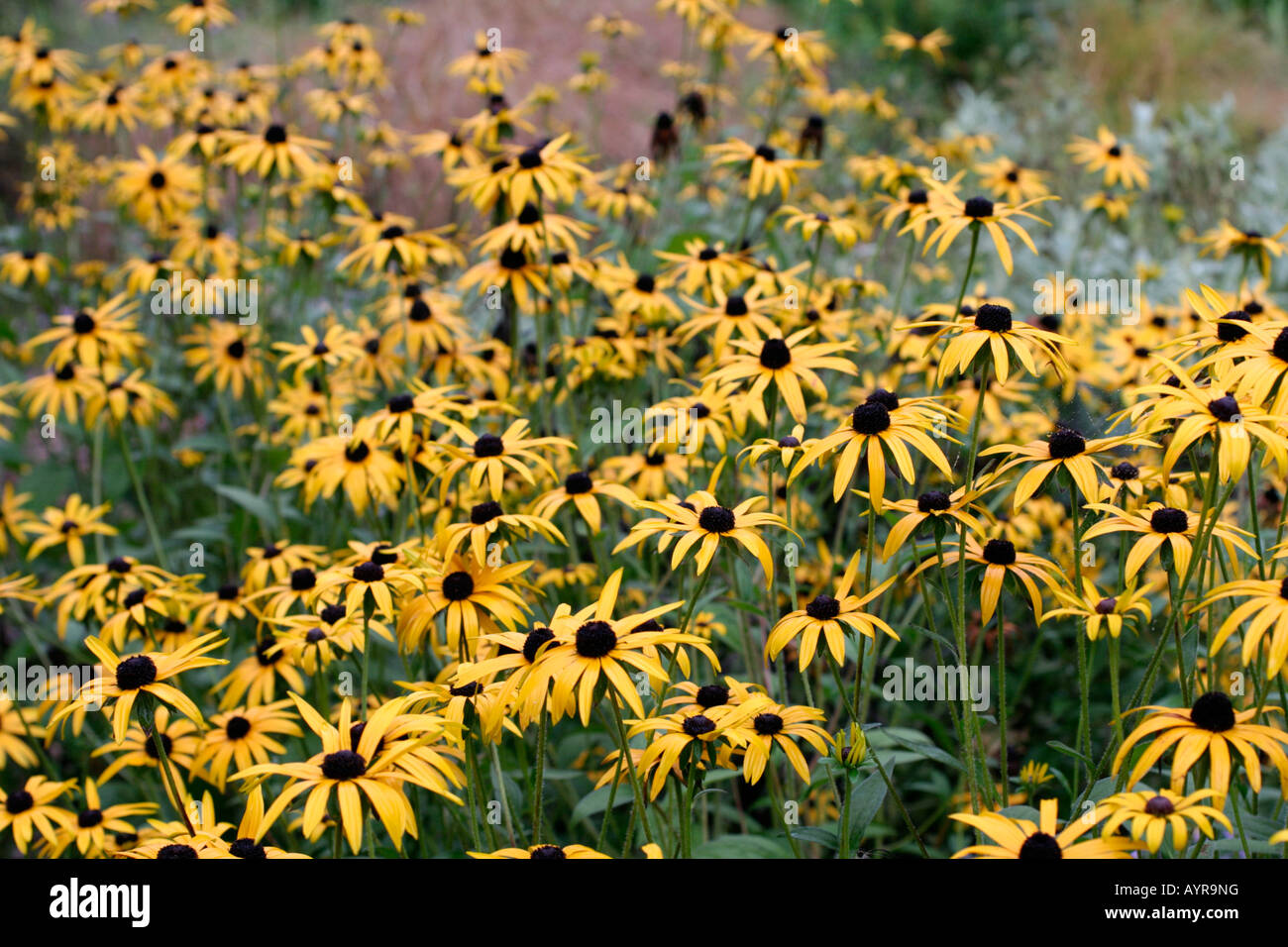 RUDBECKIA FULGIDA DEAMII PROVIDES MANY MONTHS OF INTEREST SHOWN HERE AT HOLBROOK GARDEN DEVON IN EARLY OCTOBER Stock Photo