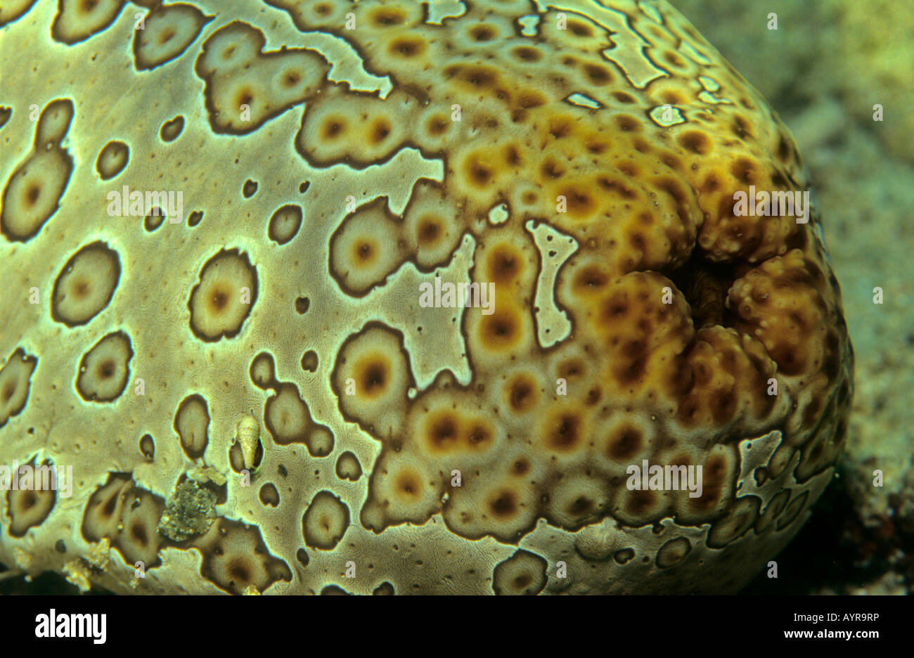 Detail, Eyed - or Leopard Sea Cucumber (Bohadschia argus), Philippines Stock Photo