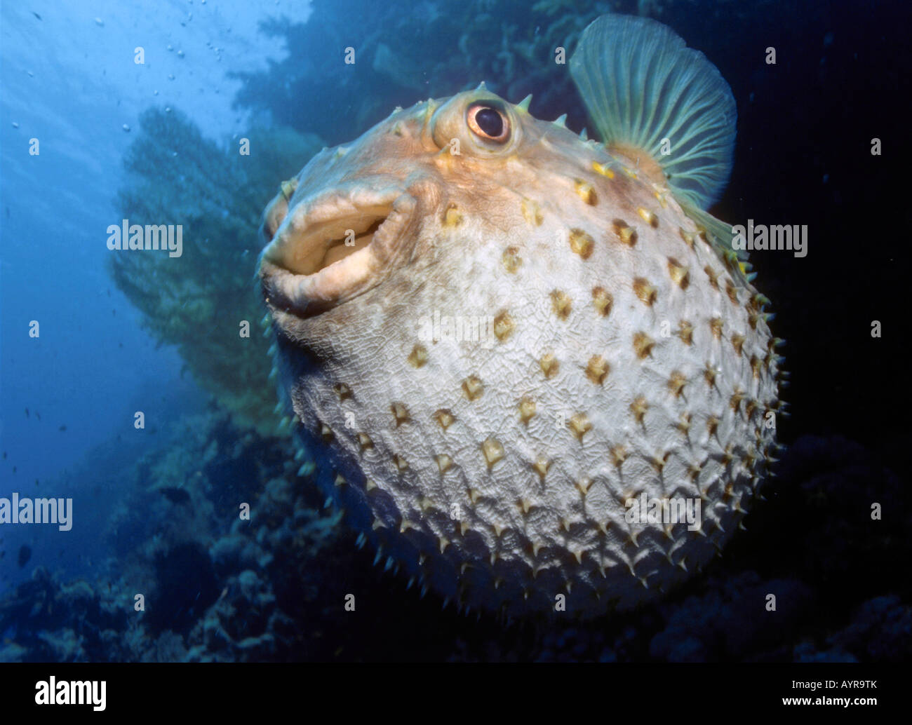 Balloonfish, Spiny Pufferfish (Cyclichthys orbicularis), inflated with its spines erected as a defense mechanism, Egypt, Red Se Stock Photo