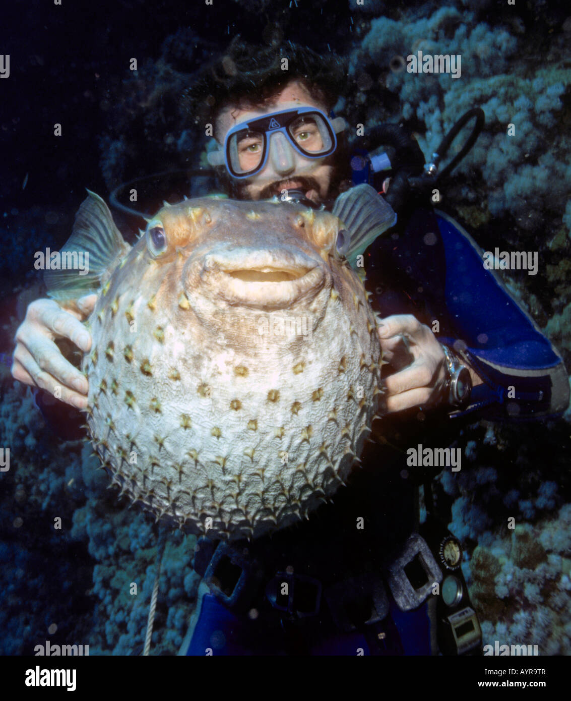Scuba diver with a Balloonfish, Spiny Pufferfish (Cyclichthys orbicularis), inflated with its spines erected as a defense mecha Stock Photo
