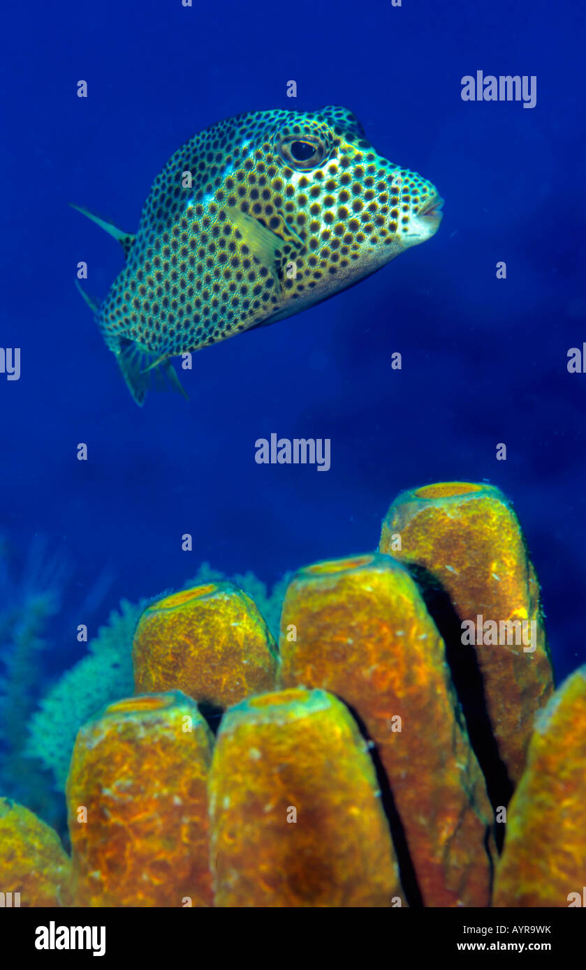 Spotted Trunkfish (Lactophrys bicaudalis), Caribbean Stock Photo