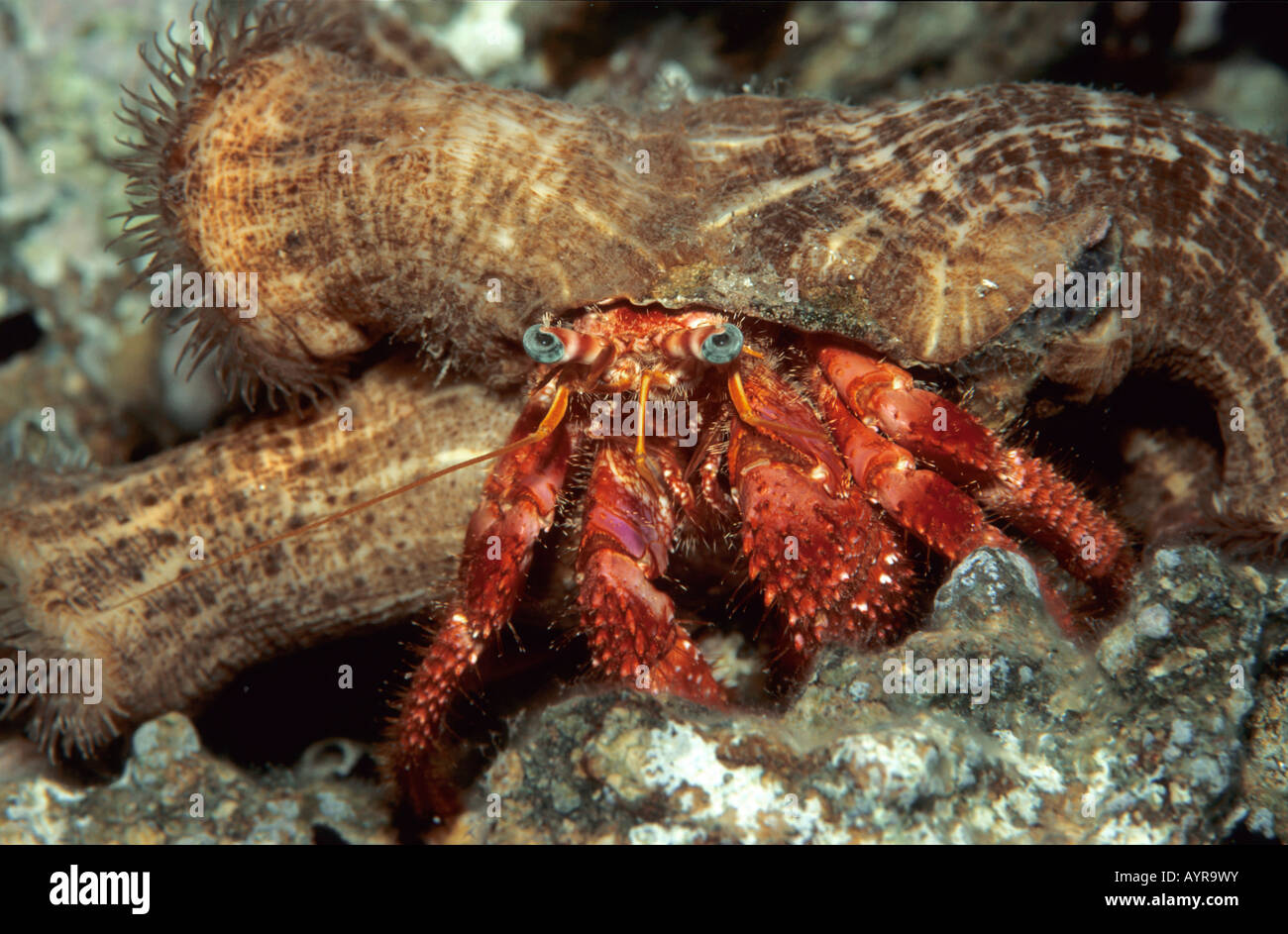 Mediterranean Hermit Crab (Dardanus arrosor Stock Photo Alamy
