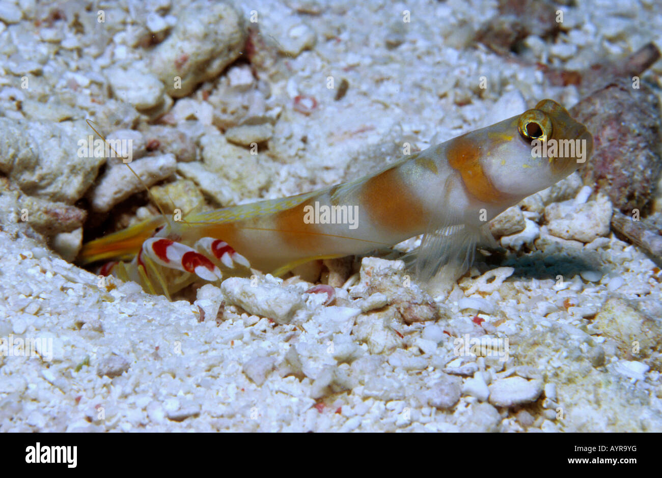 Randall's Pistol Shrimp (Alpheus randalli) and Magnus Prawn Goby (Amblyeleotris sungami), Palau, Pacific Ocean, Oceania Stock Photo