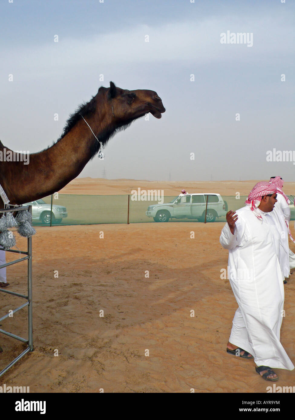 Camel and local visitor at camel festival near Madinat Zayed, Abu Dhabi, UAE. Stock Photo