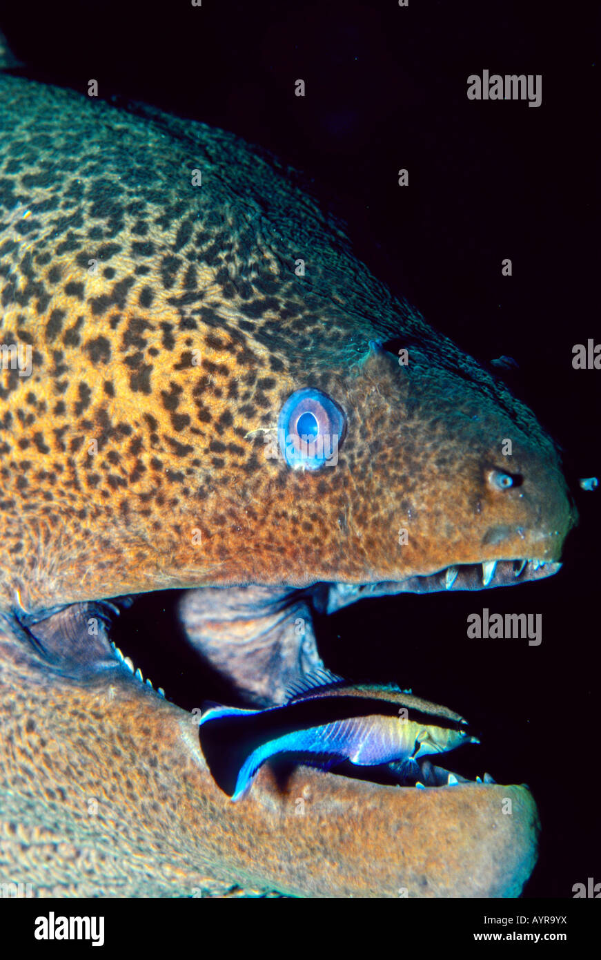 Undulated Moray Eel or Leopard Moray (Gymnothorax undulatus) with cleaner wrasse, Red Sea Stock Photo