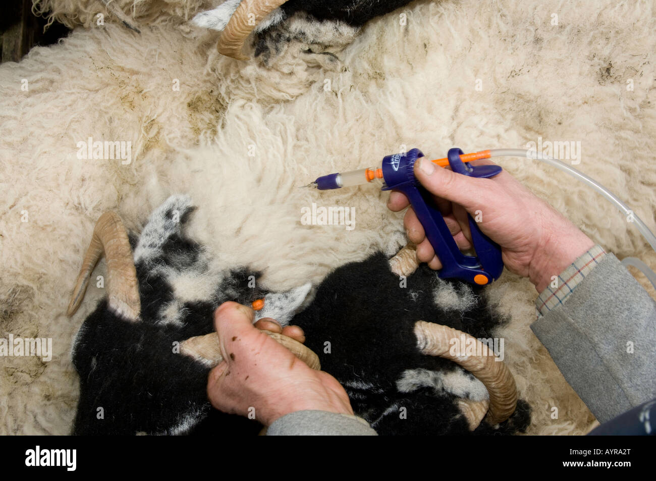 Animal vaccination program hi-res stock photography and images - Alamy