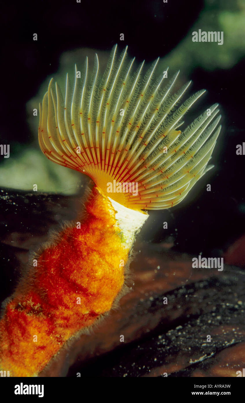 Red Tubeworm, Red Tube Worm (Serpula vermicularis), Mediterranean Sea Stock Photo