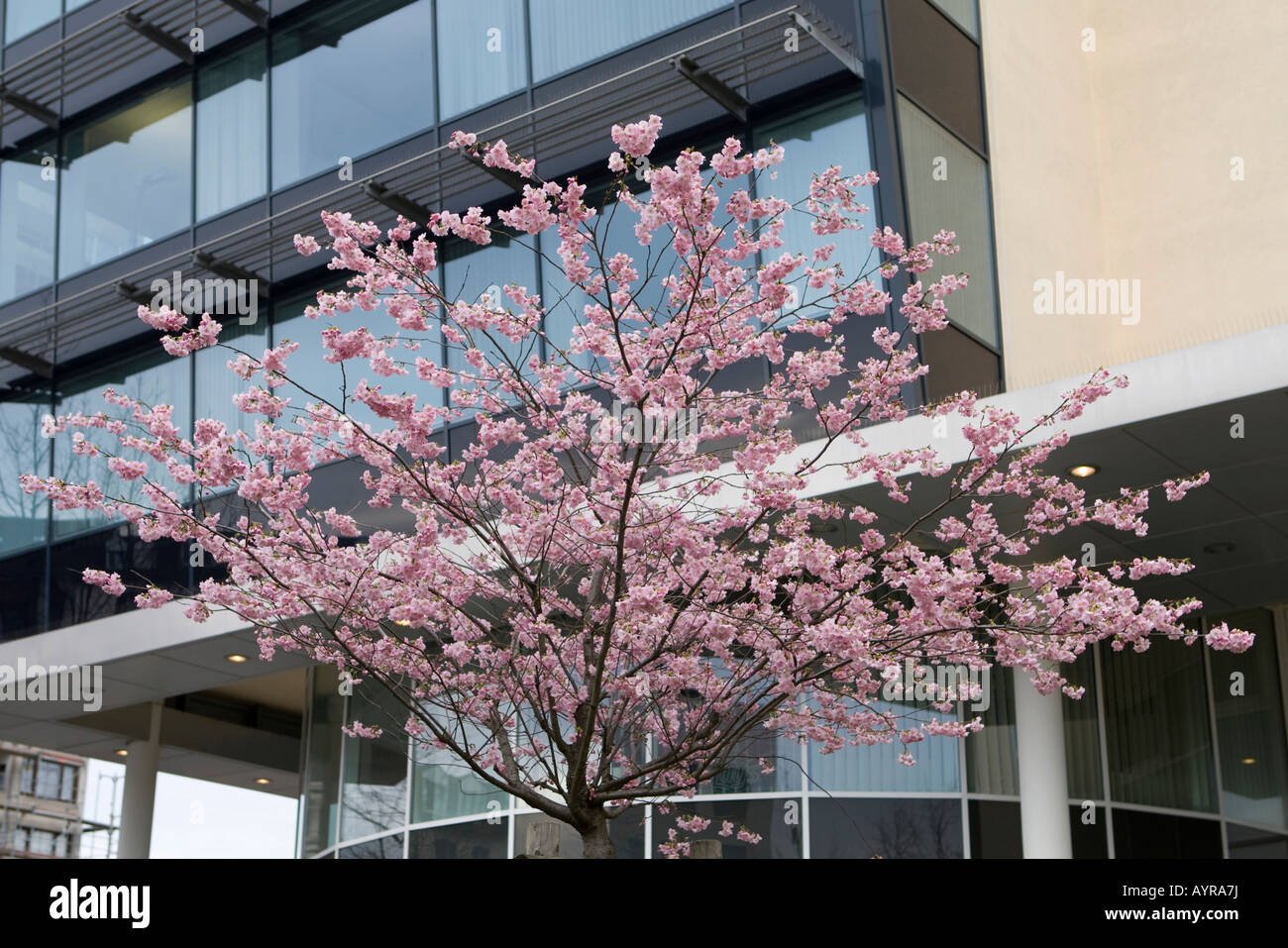 Blossoming Almond Tree Prunus Dulcis In Frankfurt Hesse