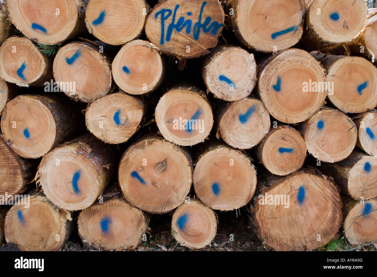 Pile of logs, trees cut down after a storm, Hesse, Germany Stock Photo