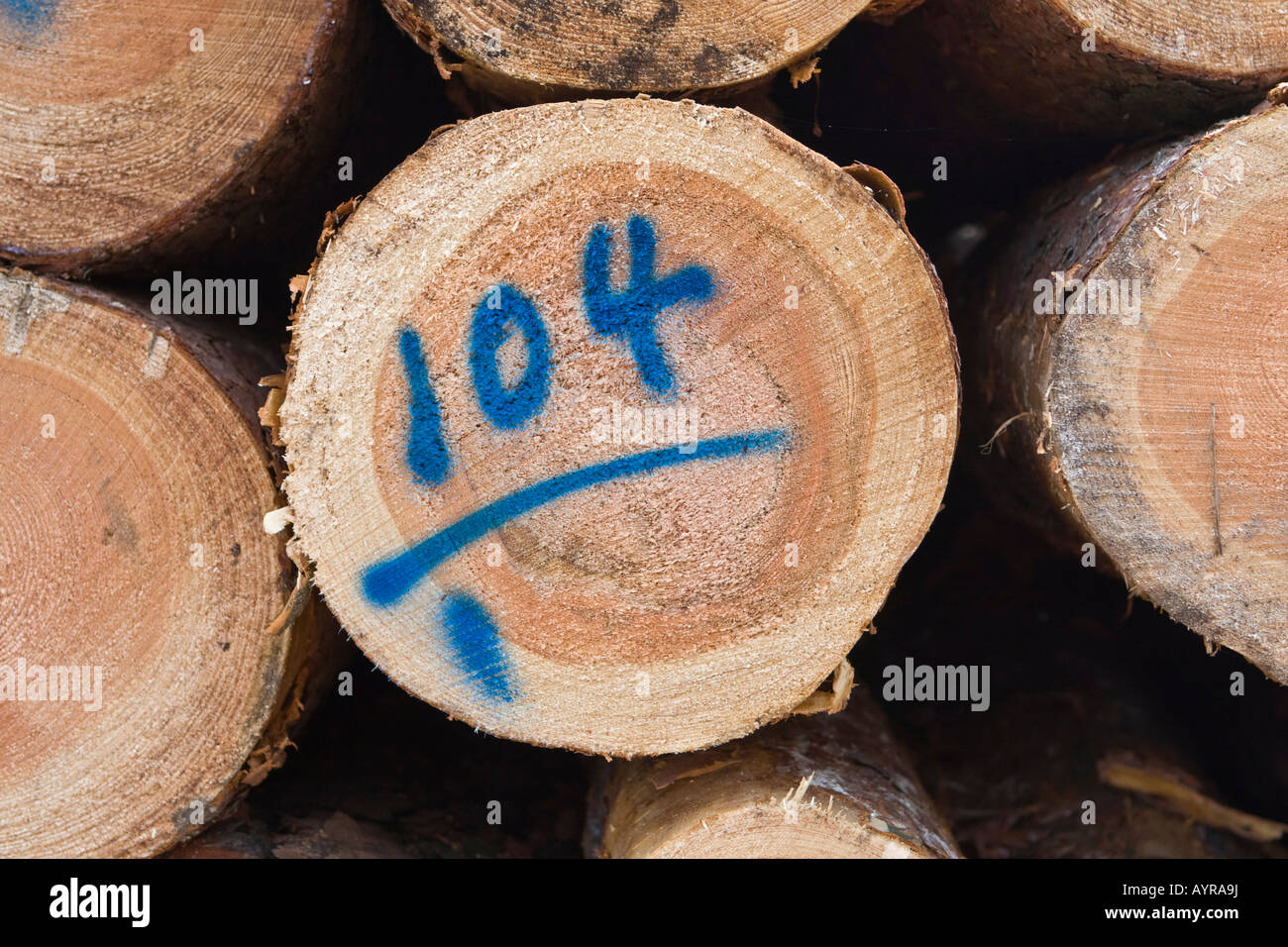 Detail, pile of logs, trees cut down after a storm, Hesse, Germany Stock Photo