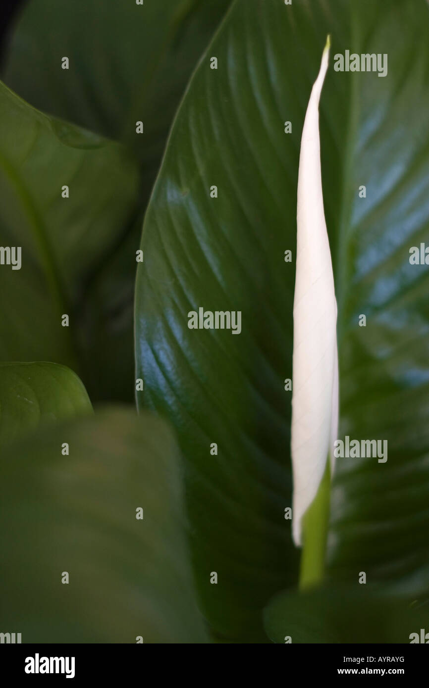 Peace lily white flower leaves bloom Spathiphyllum Stock Photo Alamy