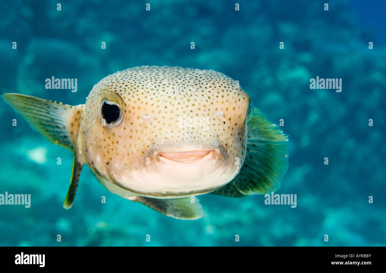 Puffer fish curiously looking at camera. Stock Photo