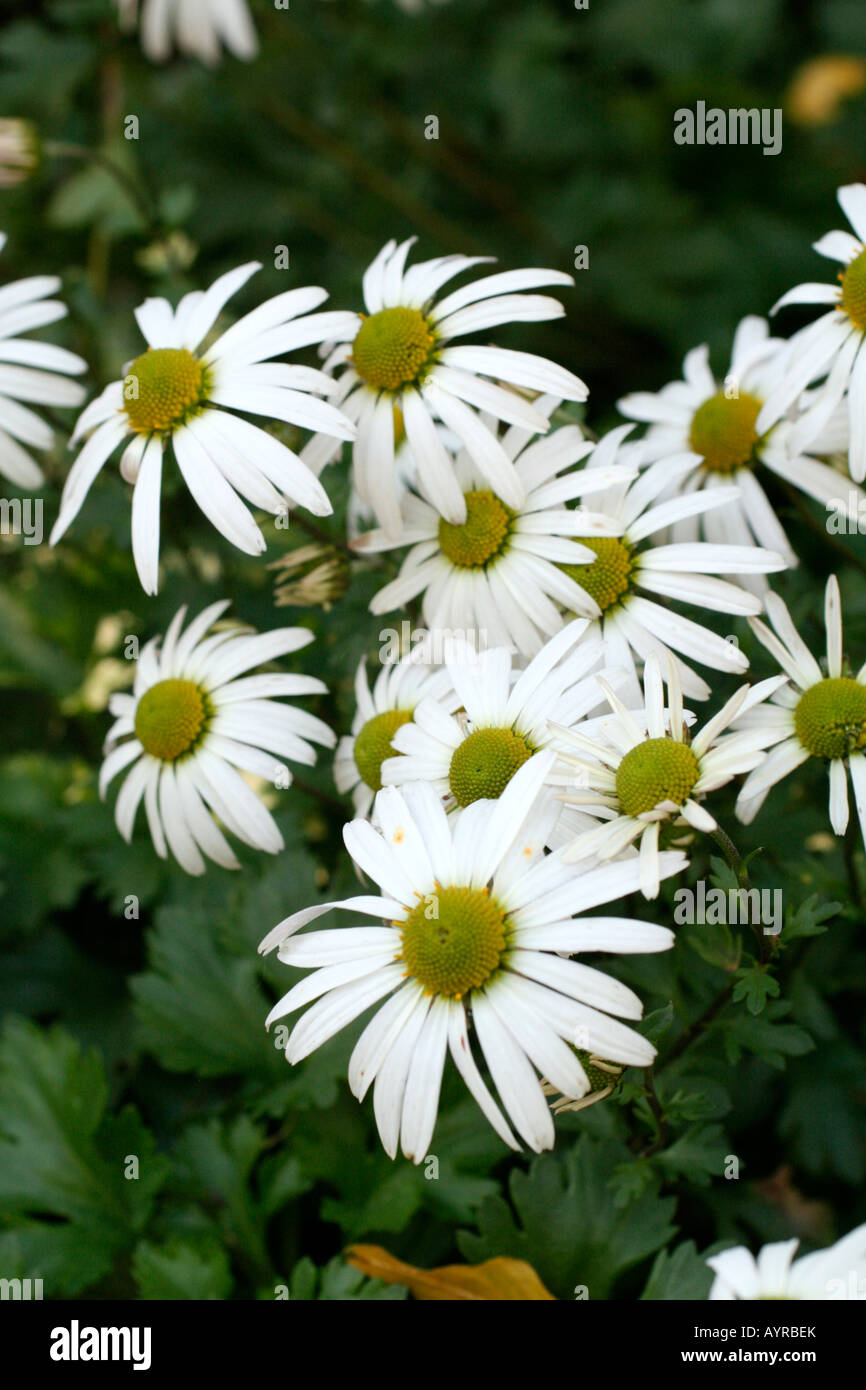 Chrysanth High Resolution Stock Photography and Images Alamy