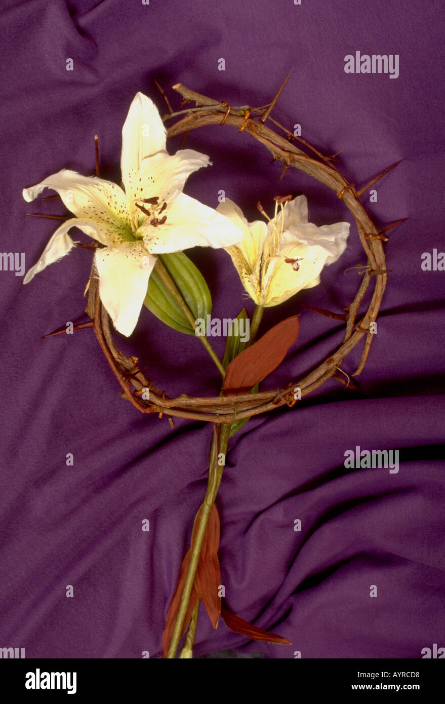 Holy crown of thorns hi-res stock photography and images - Alamy
