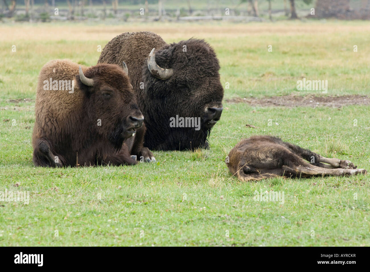 American Buffaloes (Bison bison) chewing cud, Yellowstone National Park, Wyoming, USA Stock