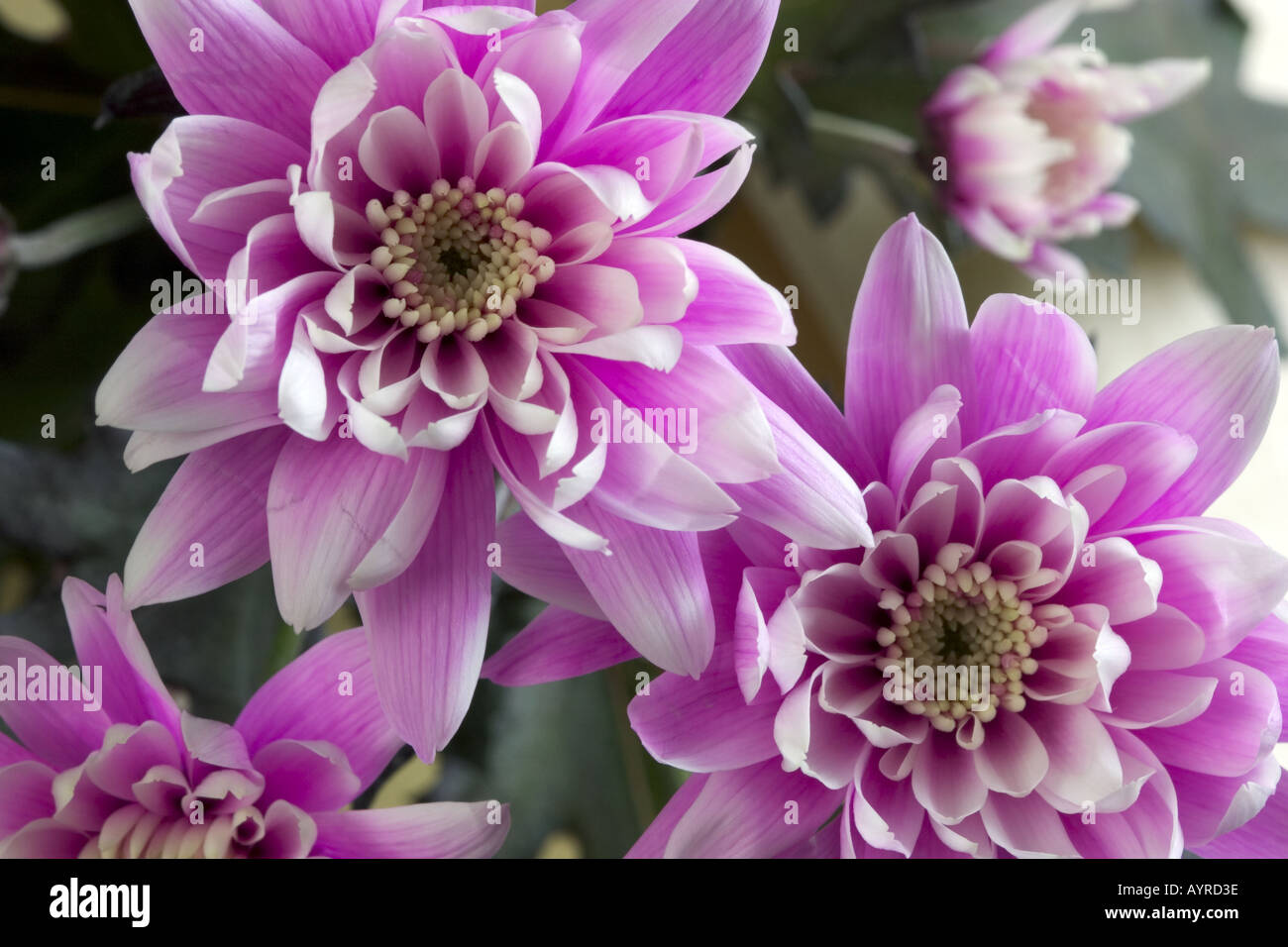 Chrysanthemem hires stock photography and images Alamy