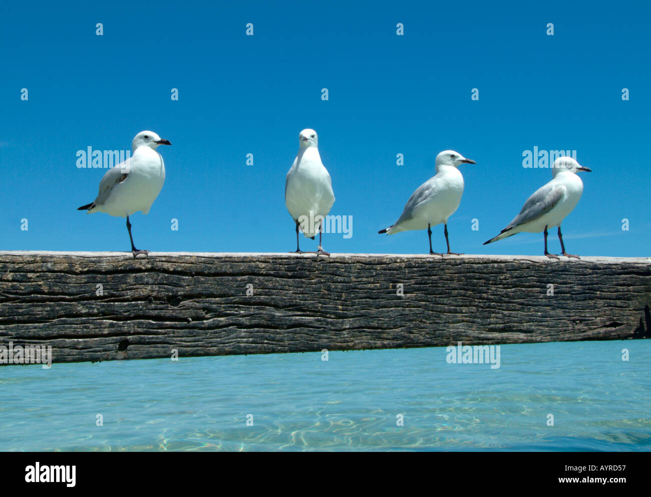 Four Gulls Busselton Western Australia Stock Photo