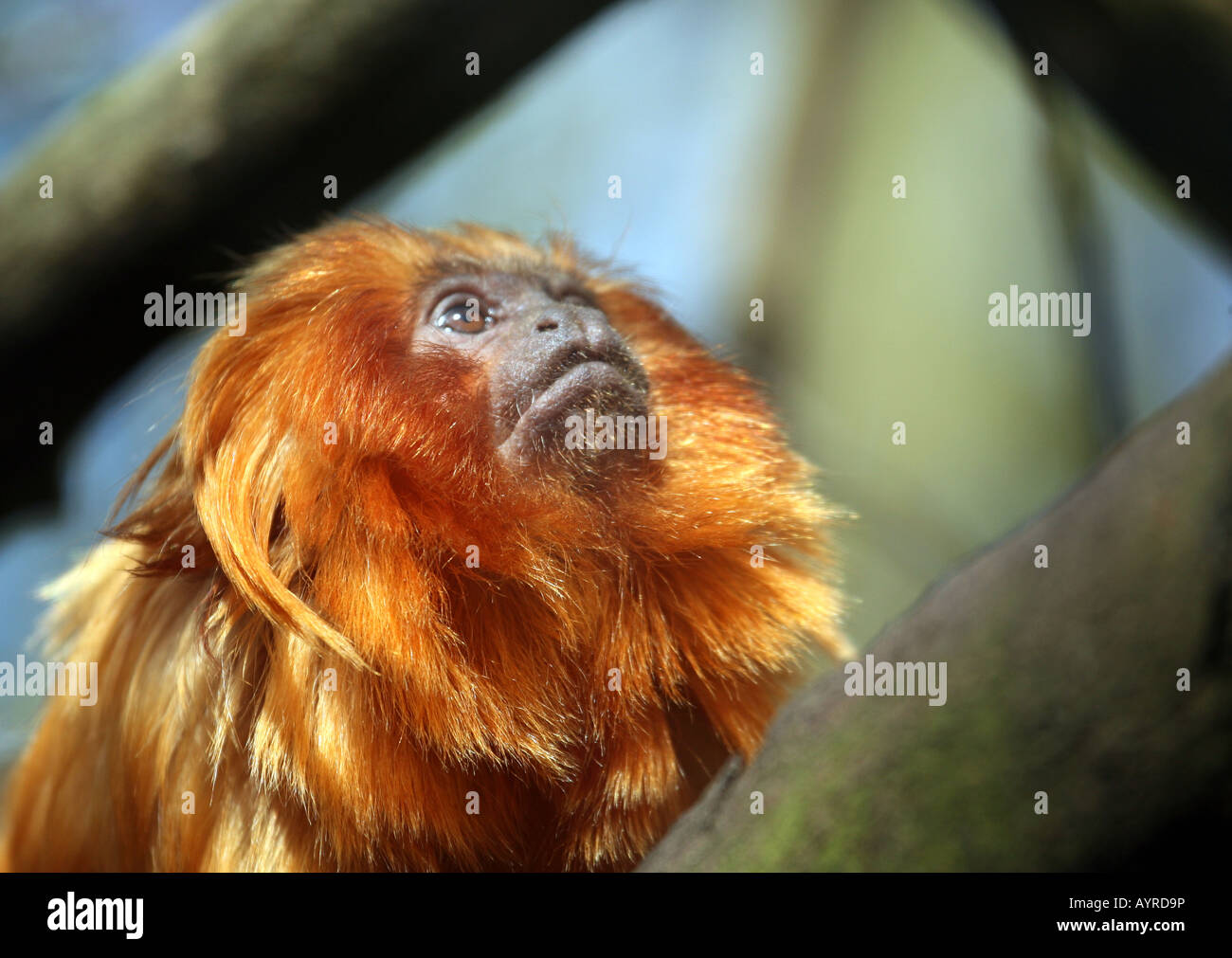 Golden Lion Tamarin (Leontopithecus rosalia) looking upwards Stock Photo