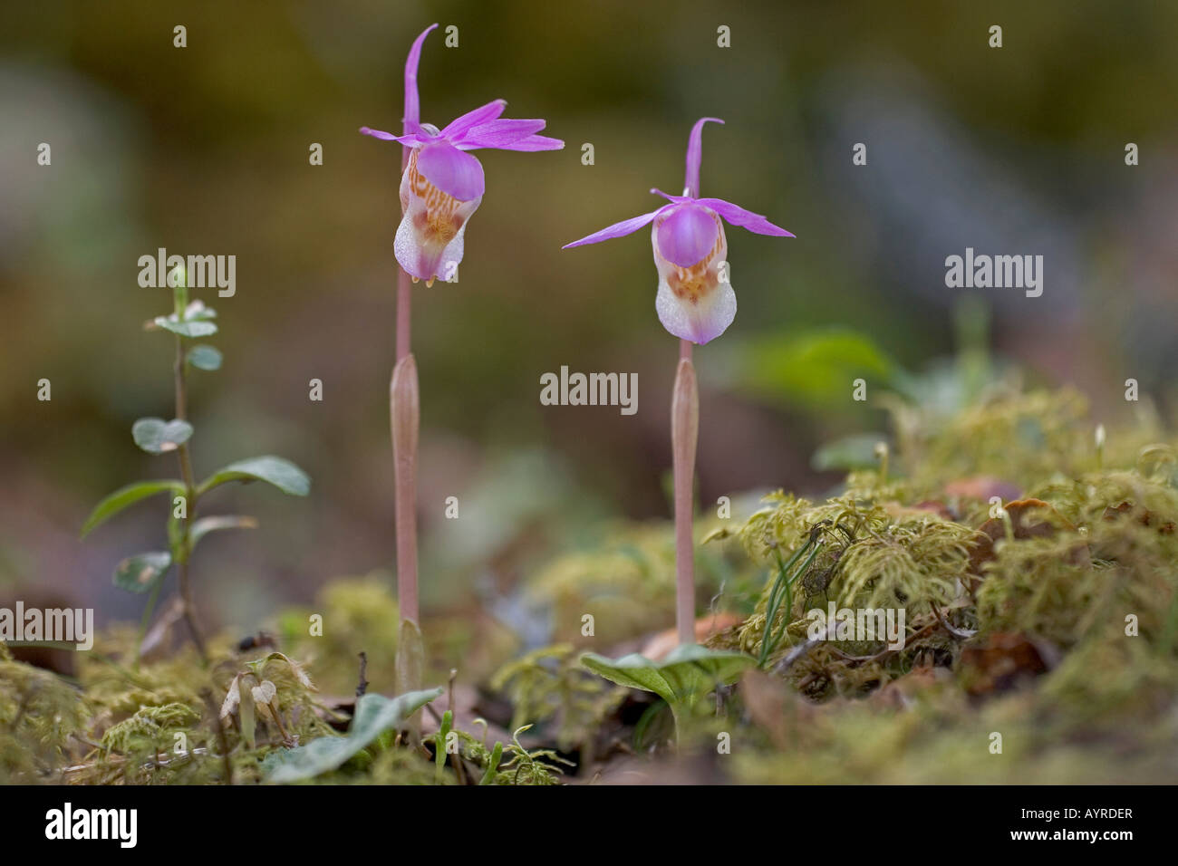 Calypso Orchid or Venus Slipper (Calypso bulbosa), Oulanka National Park, Finland, Scandinavia, Europe Stock Photo