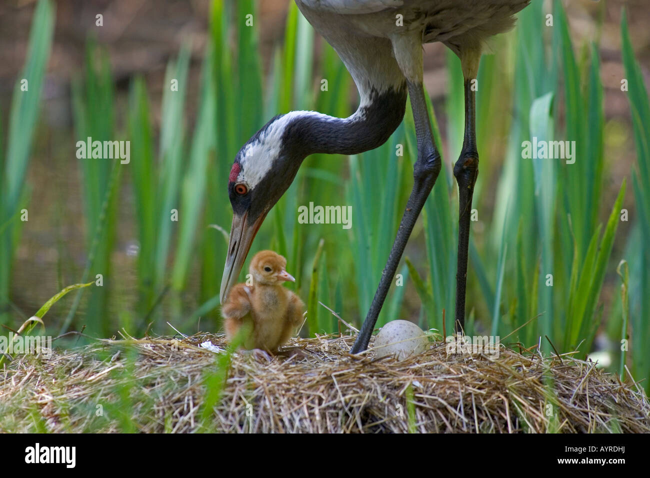 Common - or European Crane (Grus grus) and young in nest, Ruegen Bock Region, Germany, Europe Stock Photo