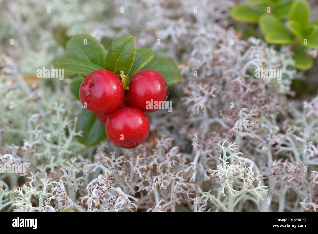 Lingonberries or Cowberries (Vaccinium vitis-idaea), Finland, Scandinavia, Europe Stock Photo