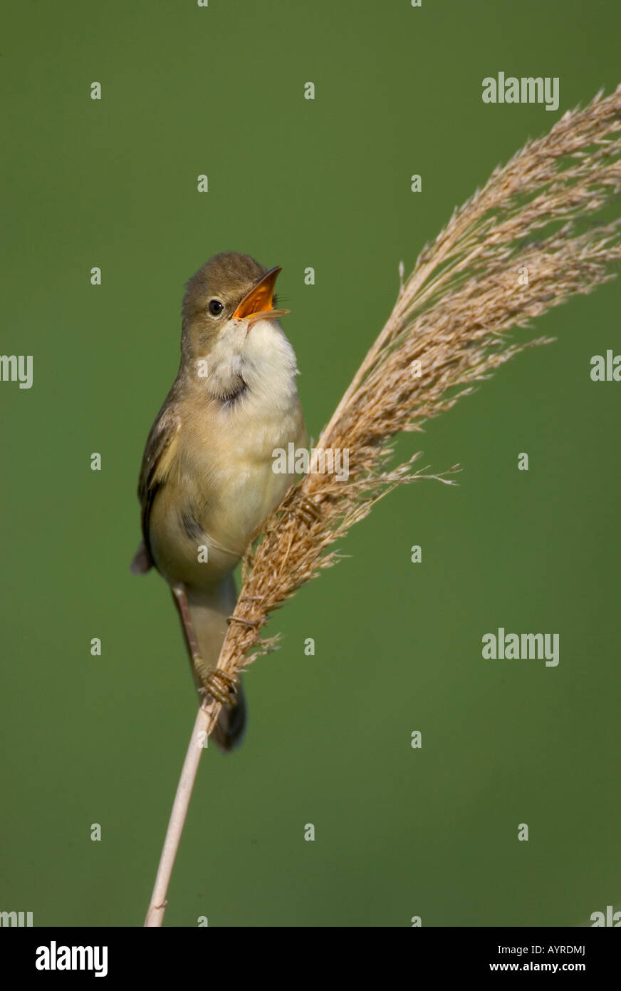 Photos of marsh birds hi-res stock photography and images - Alamy