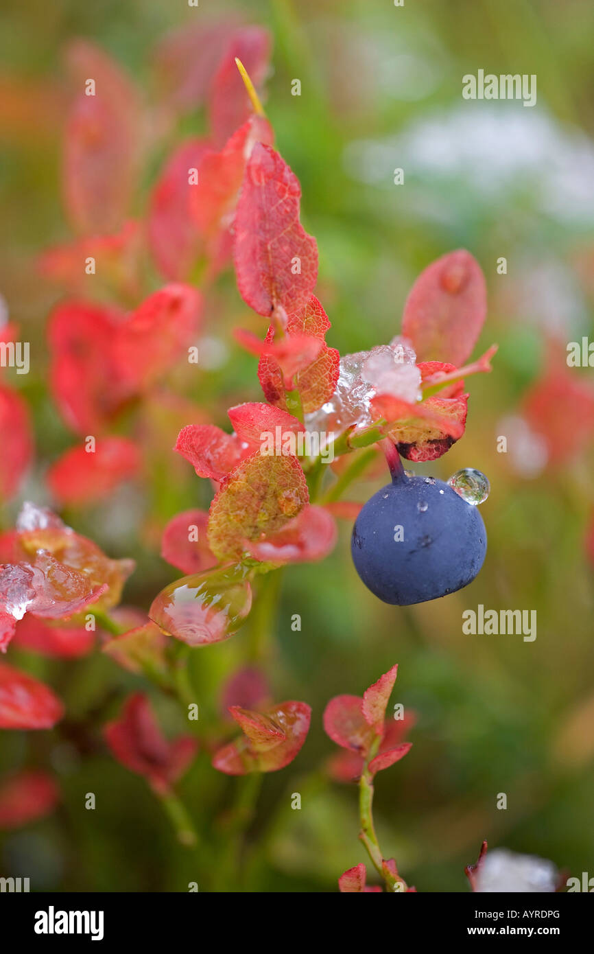 Bilberry or European Blueberry (Vaccinium myrtillus), Finland, Scandinavia, Europe Stock Photo