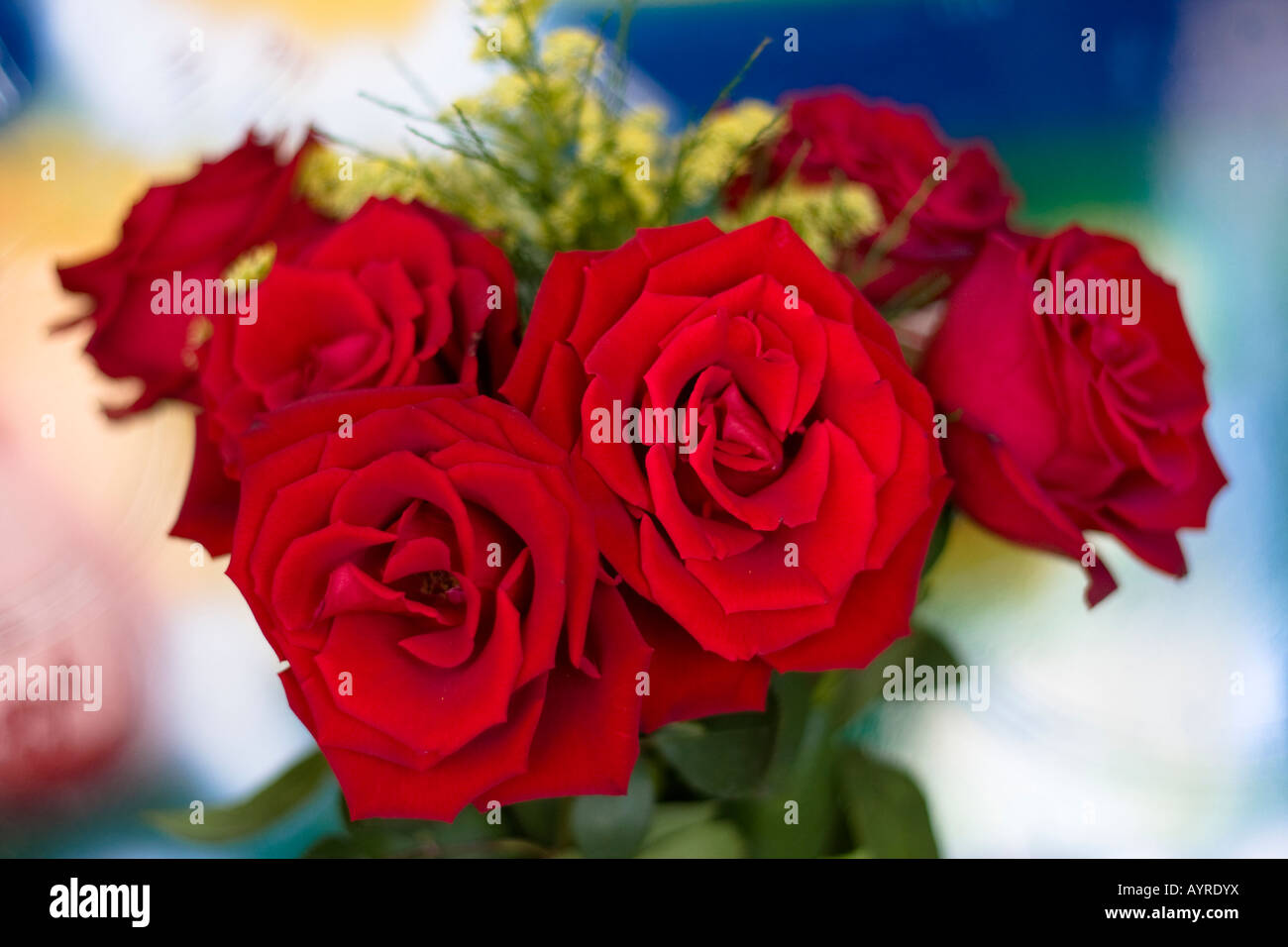 Red roses flowers on blurred blurry blur background nobody overhead ...