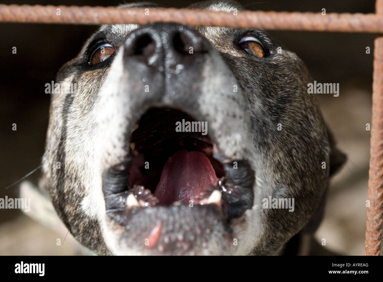 Guarddog hires stock photography and images Alamy