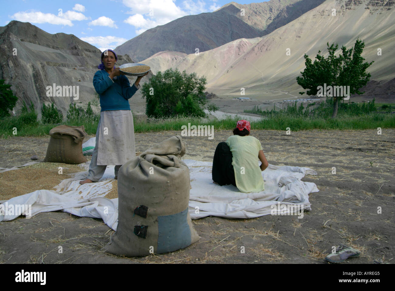 Women sifting the wheat in a field, close to the Alchi village, Ladakh