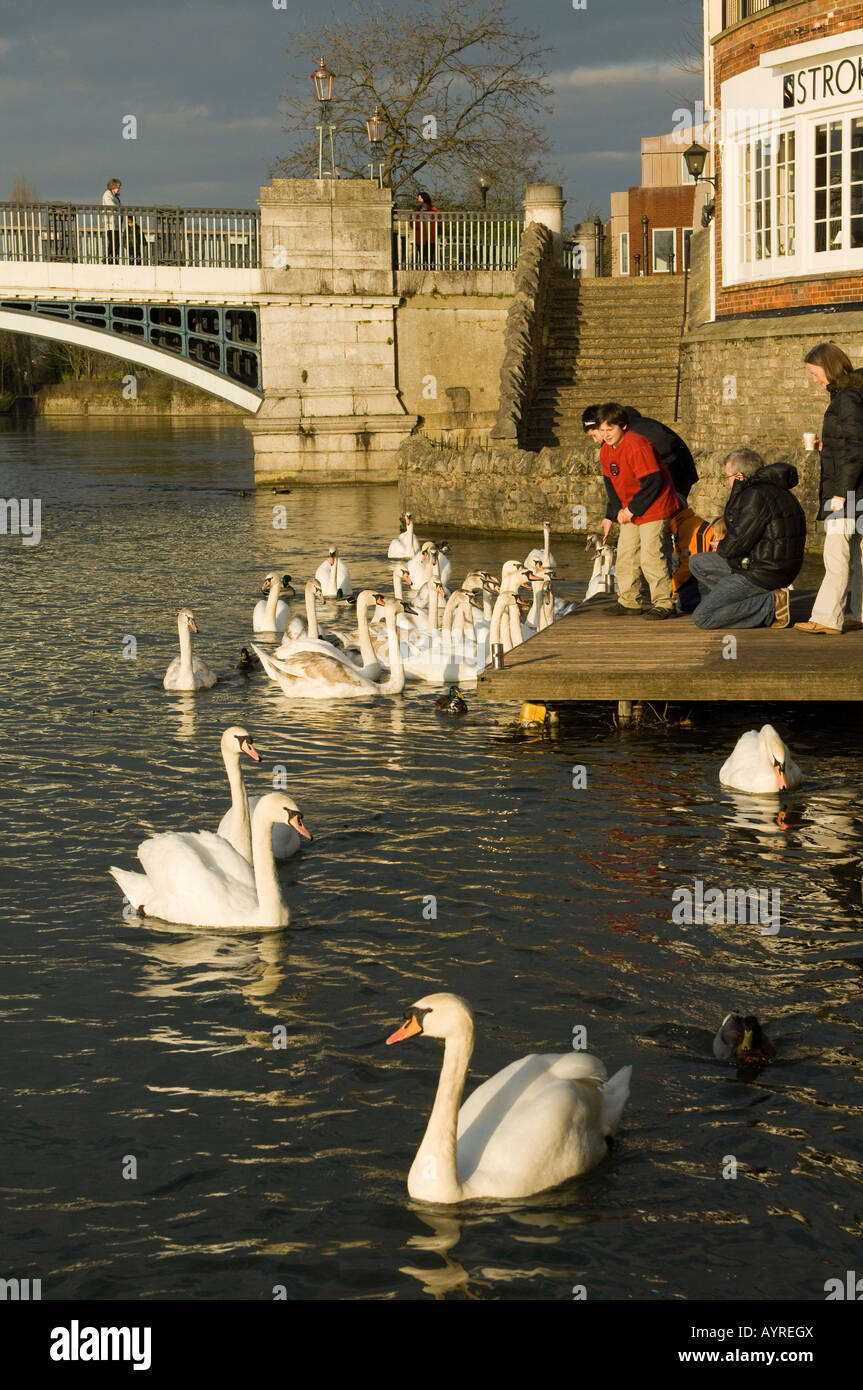 Feeding Mute swans on the River Thames between Windsor and Eton Berkshire Stock Photo