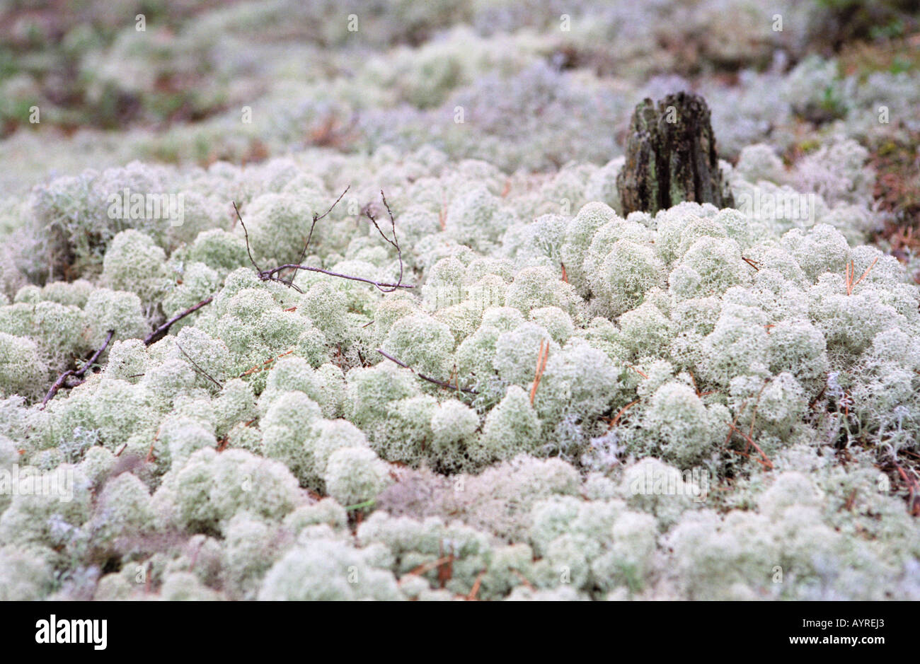 Forest floor of Lichen Cladina Cladonia Stock Photo